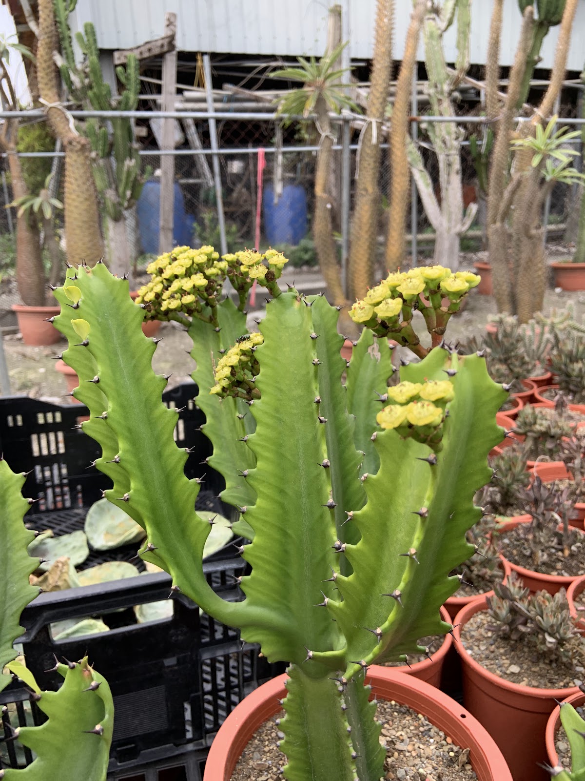 Flower日韓流行服飾(一店) 2